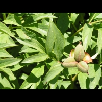 Paeonia officinalis subsp Officinalis, fam. Paeoniacees, Europe (1)